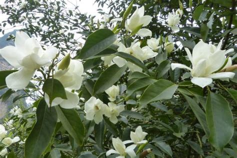 白蘭花 種植|白蘭花怎麼種